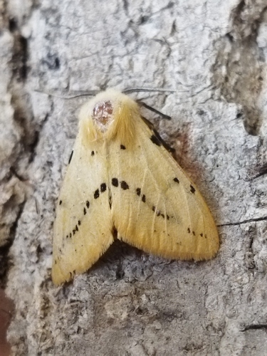 Buff Ermine photo 2