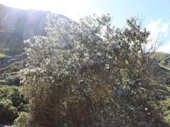 Ceanothus arboreus