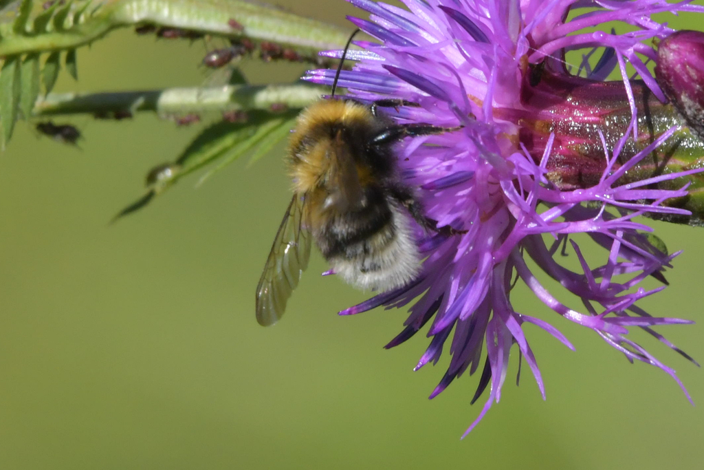 Megabombus from Mayminskiy rayon, Gorno-Altay, Russia on August 7, 2023 ...