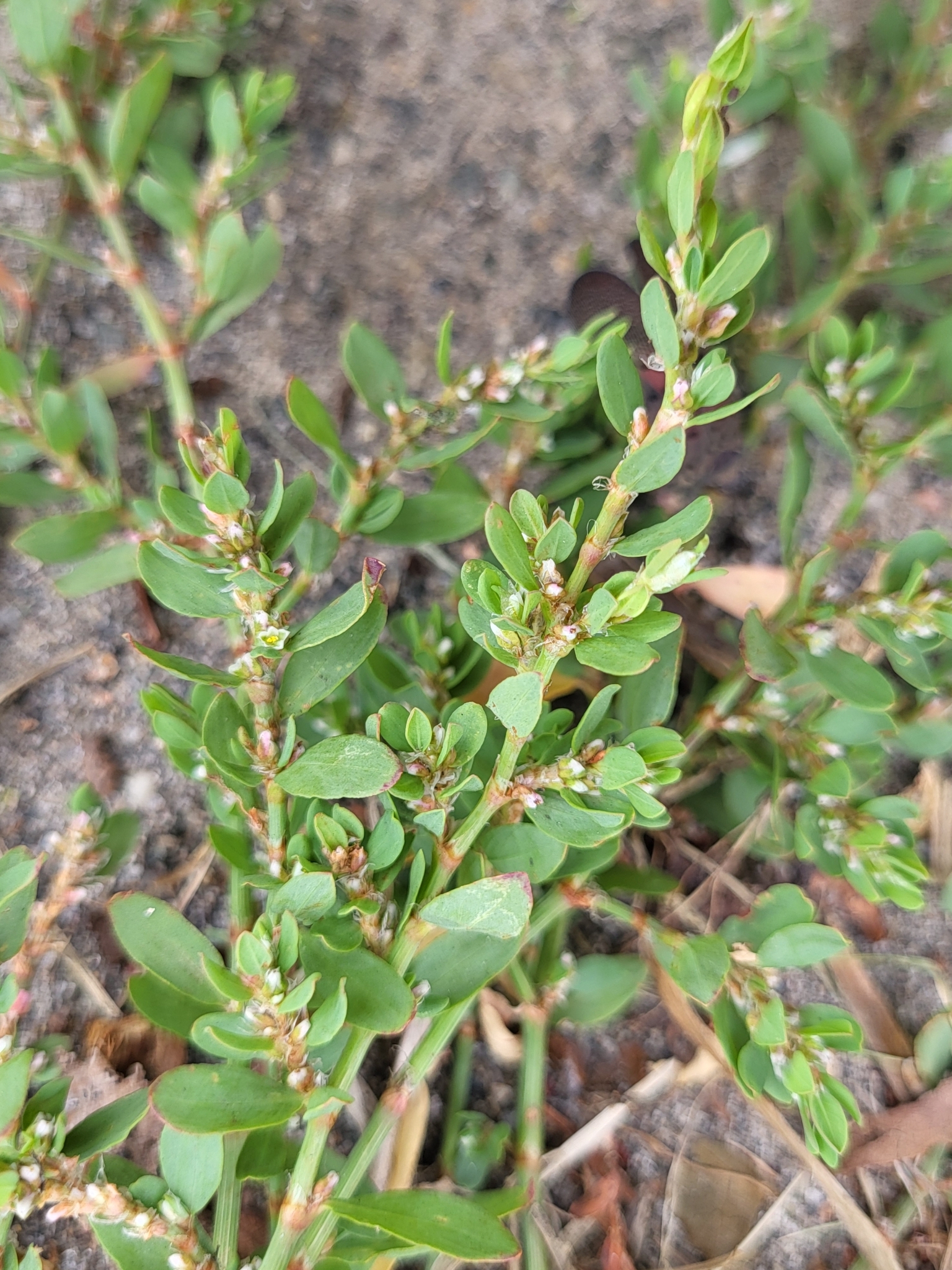 Polygonum aviculare ssp. buxiforme