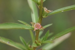 Ludwigia polycarpa