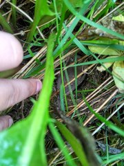Iduna caligata