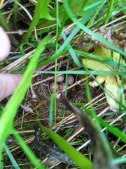 Iduna caligata