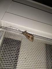 Noctuidae
