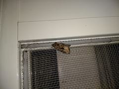 Noctuidae