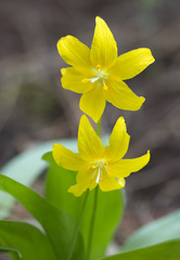 Erythronium tuolumnense