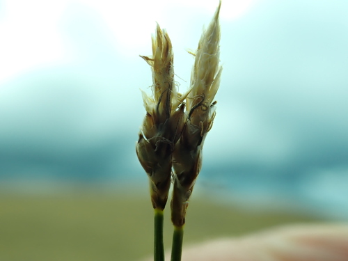 Blackroot sedge (Carex elynoides)