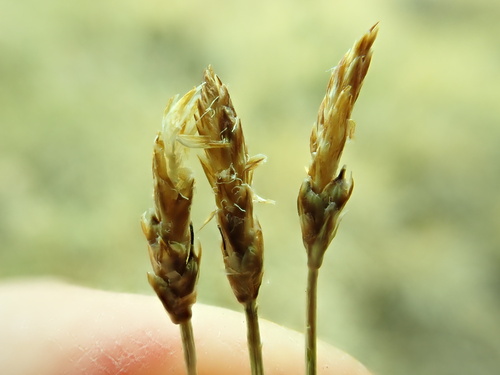 Blackroot sedge (Carex elynoides)