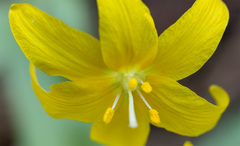 Erythronium tuolumnense