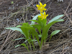 Erythronium tuolumnense