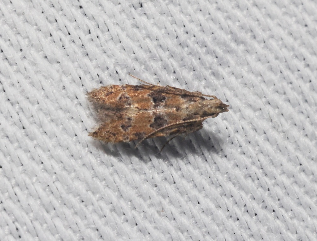 Bagdadia tricornis