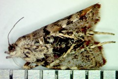 Choreutis pariana