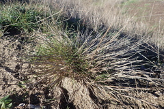Agrostis blasdalei