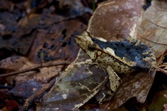 Rhinella margaritifera