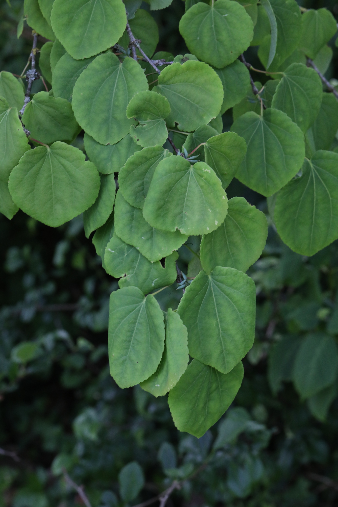 Cercidiphyllum