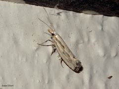 Plutella porrectella