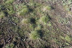 Agrostis blasdalei