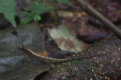 Anolis trachyderma
