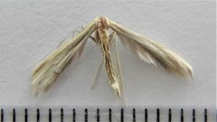 Hellinsia pectodactylus