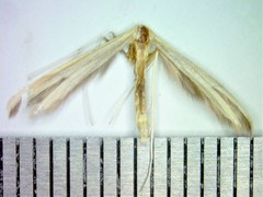 Hellinsia pectodactylus