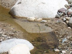 Leptophis diplotropis