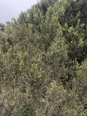 Passerina montana