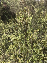 Passerina montana