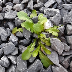 Taraxacum officinale