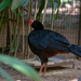 Razor-billed Curassow - Photo (c) Tanja, some rights reserved (CC BY-NC), uploaded by Tanja