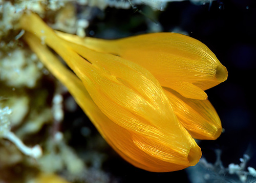 Calcarea Examples