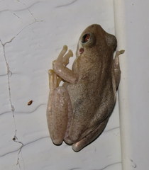 Litoria dentata