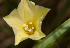 Merremia verecunda