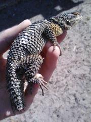 Sceloporus cyanogenys