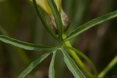Merremia verecunda