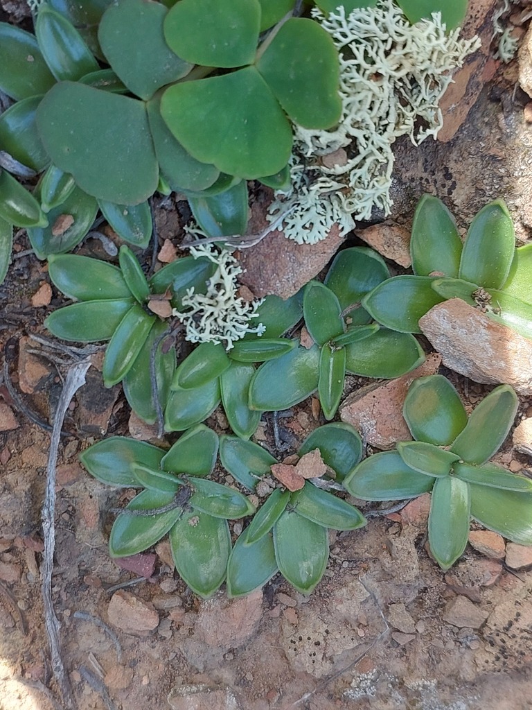 Longstalk Poison Squills