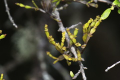 Korthalsella clavata