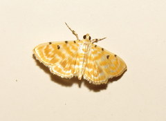 Notarcha aurolinealis