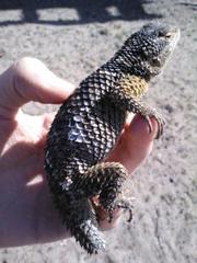 Sceloporus cyanogenys