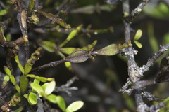 Korthalsella clavata