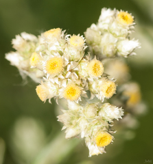 Pseudognaphalium oligandrum