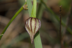 Merremia verecunda