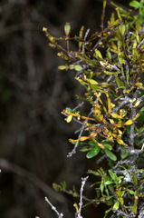 Korthalsella clavata