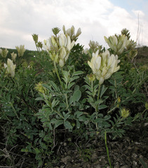 Astragalus albicaulis