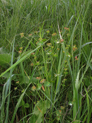 Euphorbia microcarpa