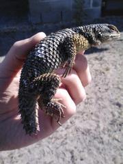 Sceloporus cyanogenys