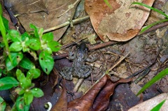 Leptodactylus petersii