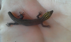 Sphaerodactylus heliconiae
