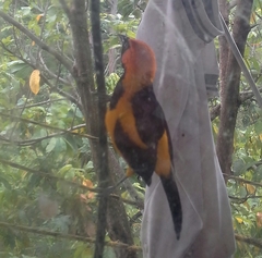 Icterus auricapillus