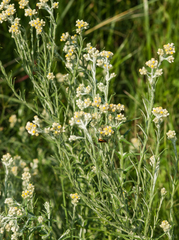 Pseudognaphalium oligandrum