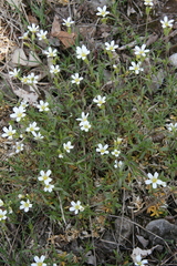 Cerastium arvense strictum